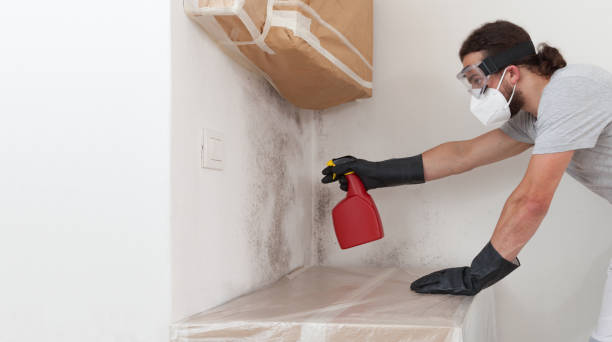 Professional Basement Mold Removal technician working in Burgess, VA