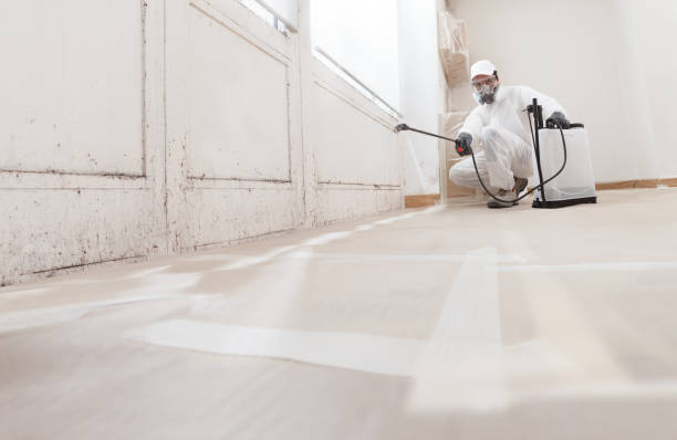 24/7 Emergency Basement Mold Removal experts in Burgess, VA