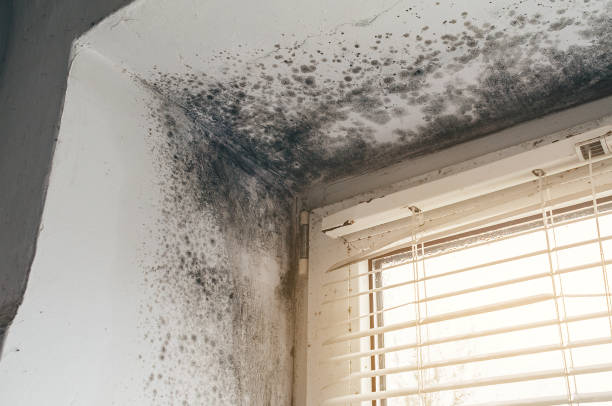 Affordable Basement Mold Removal solutions in Burgess, VA