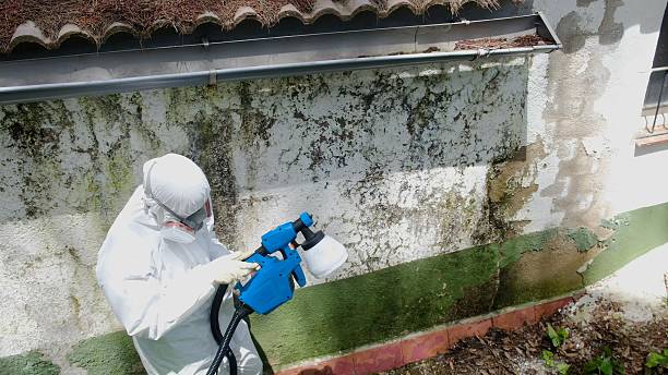 Top rated local Basement Mold Removal specialists in Burgess, VA